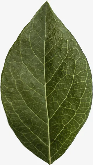 树叶高清元素免抠