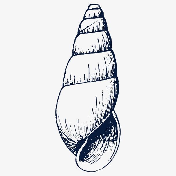 手绘卡通海螺素描png免抠