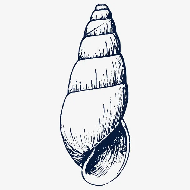 手绘卡通海螺素描png免抠