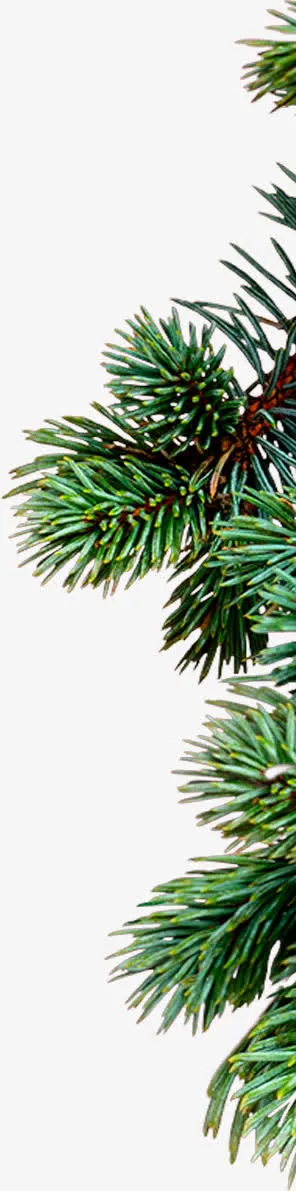 右边角绿色叶子 png素材免抠