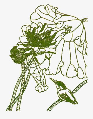 绿色手绘荷花免抠