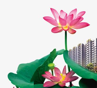 地产广告元素荷花免抠
