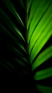 清新绿叶护眼H5背景高清