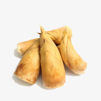 新鲜大冬笋免抠