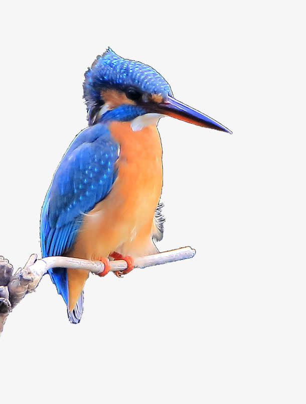 树枝上的小鸟免抠