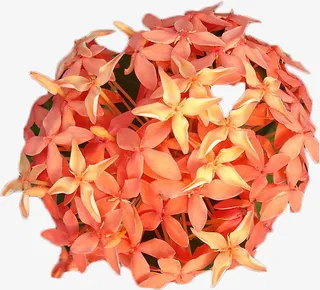 婚礼花门装饰免抠