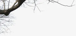 黑色枯树树枝风光免抠