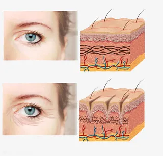人物剖析图免抠