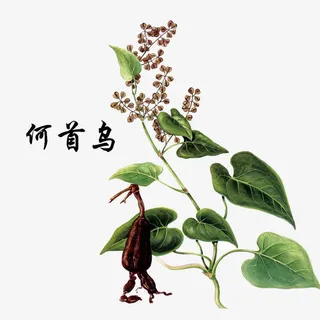 植物何首乌免抠