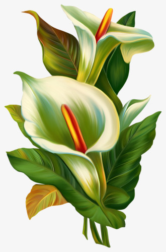 手绘花朵免抠免抠