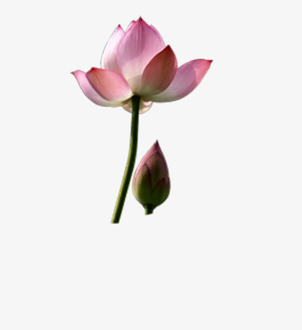 荷花免抠