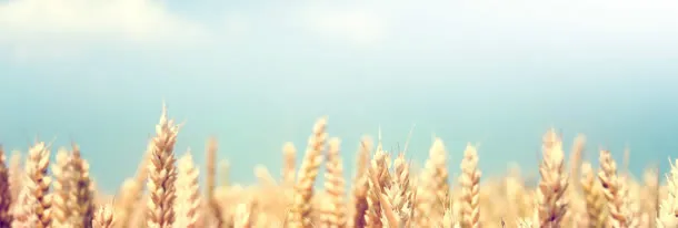 秋季麦田美丽意境免抠