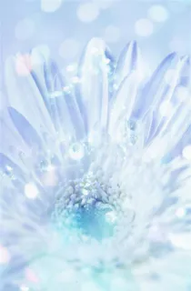 唯美菊花底纹背景高清