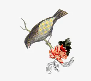 花鸟免抠