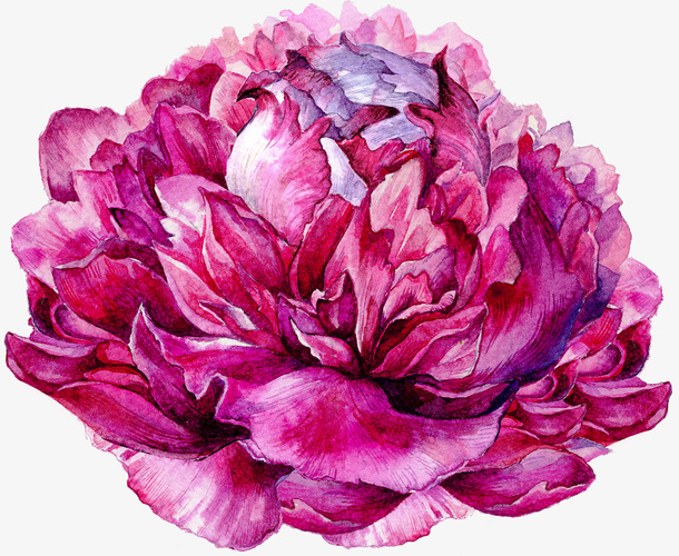粉色牡丹花免抠