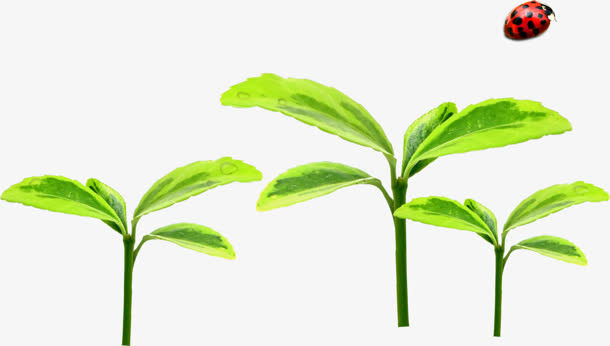 发芽嫩芽瓢虫手绘免抠