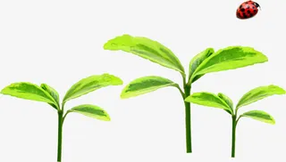 发芽嫩芽瓢虫手绘免抠