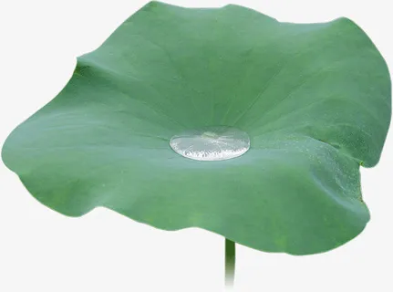 荷叶上的水珠免抠