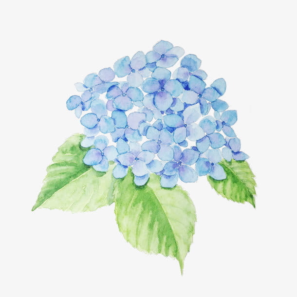 蓝色小花免抠