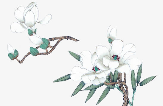 手绘古风白玉兰免抠