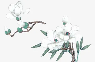 手绘古风白玉兰免抠