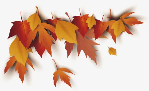 美丽的枫叶免抠