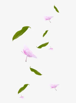 花瓣绿叶 散落png素材免抠