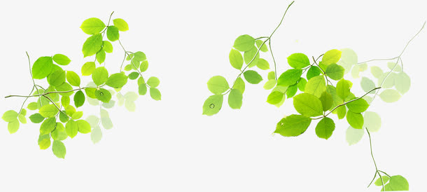 绿色清新树叶美景春天清爽免抠