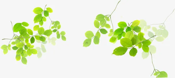 绿色清新树叶美景春天清爽免抠