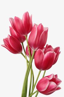 手绘合成红色的花朵郁金香免抠