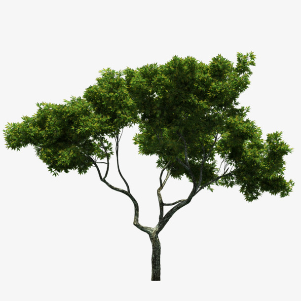 树木矢量免抠