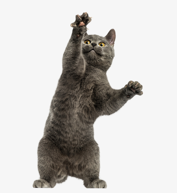 跳起来的小猫咪免抠