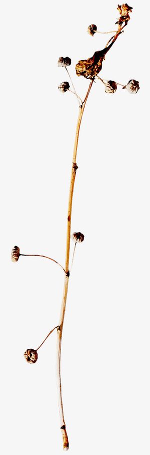 棕色枯枝枯叶免抠