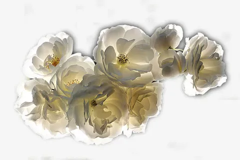 阳光下的白色山茶花免抠