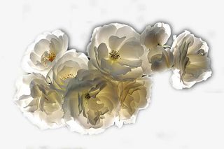 阳光下的白色山茶花免抠