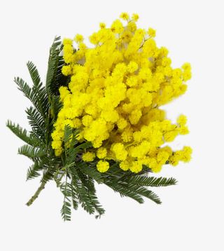 黄色的小花朵免抠