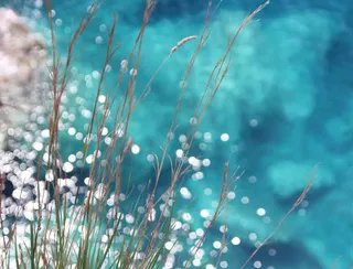 白色点状小花小草免抠