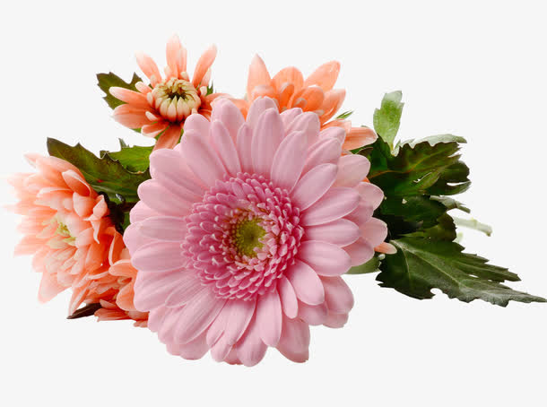菊花非洲菊免抠