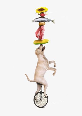 创意狗狗和咪粮食设计免抠