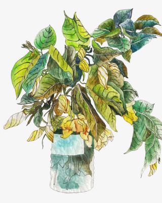 手绘栀子花免抠