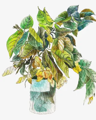 手绘栀子花免抠