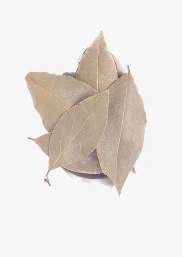 落叶枯叶免抠