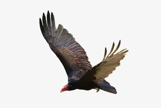 大雁海报素材文件下载免抠