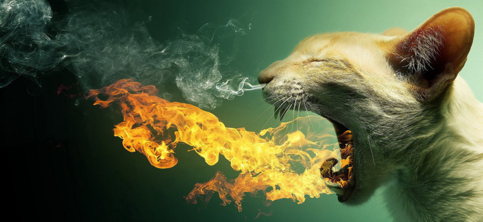 猫咪吐火背景高清