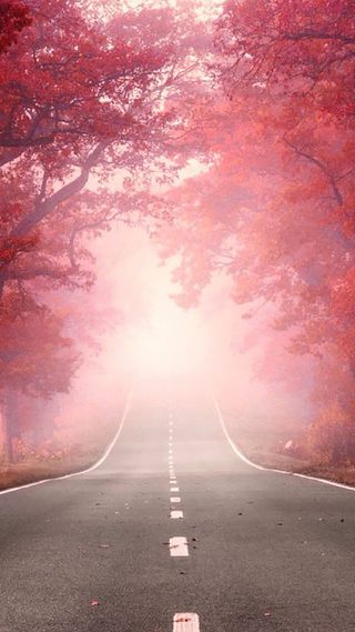 红色树叶公路手机端H5背景高清