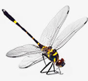 蜻蜓创意御品大宅宣传单页免抠