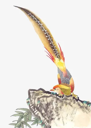 山石上的孔雀免抠