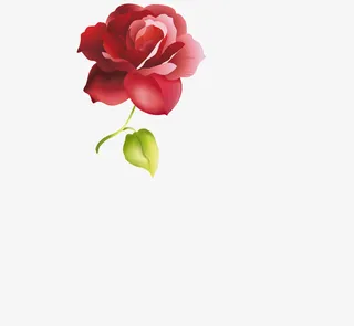 玫瑰情人节矢量图素材免抠