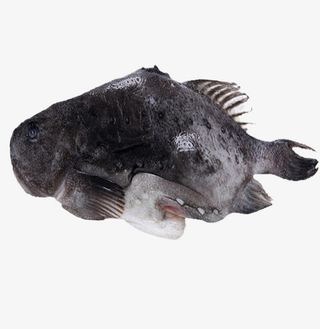 浪浦海参斑免抠