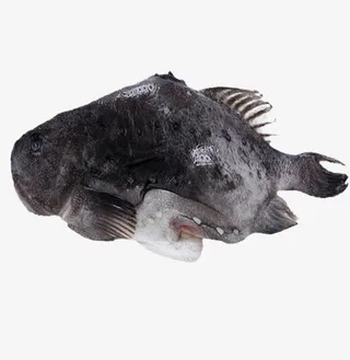 浪浦海参斑免抠